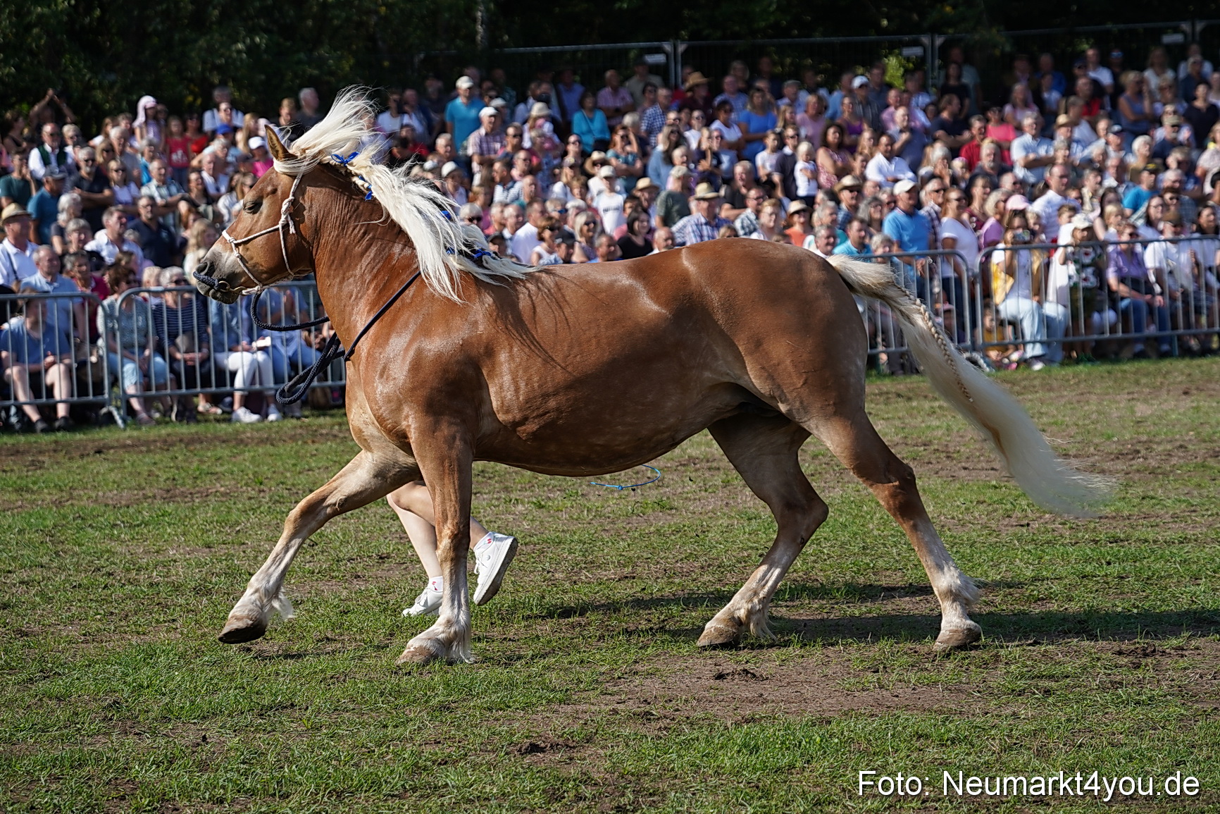 Pferde und Fohlenschau 2022 0149 